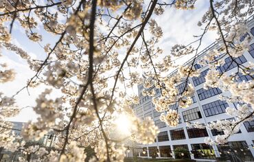 White blossoms surrounding white building façade at sunset.